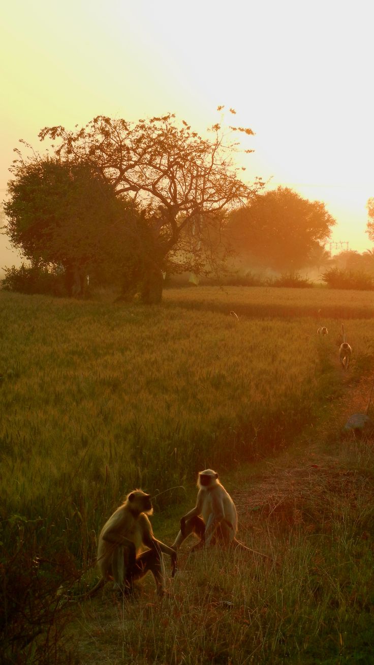 Tadoba-Andhari Tiger Reserve